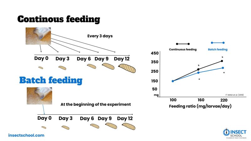 Feeding BSF larvae in Batches or Continuously? - Insect School