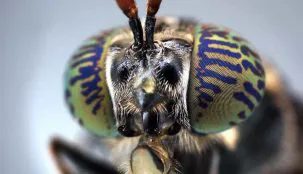 Black Soldier Fly Macro