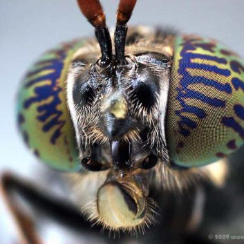 Black Soldier Fly Macro