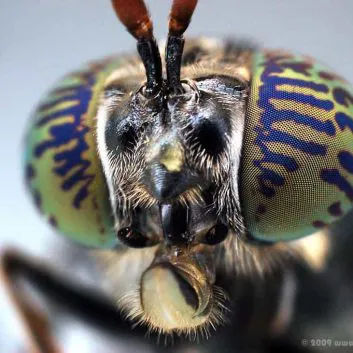 Black Soldier Fly Macro