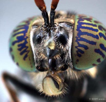 Black Soldier Fly Macro
