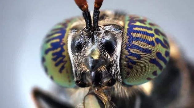 Black Soldier Fly Macro