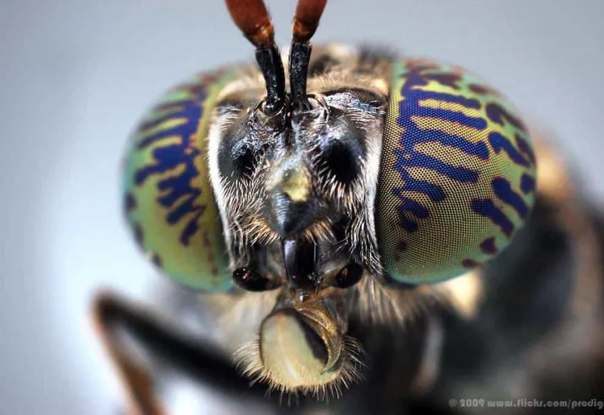 Black Soldier Fly Macro