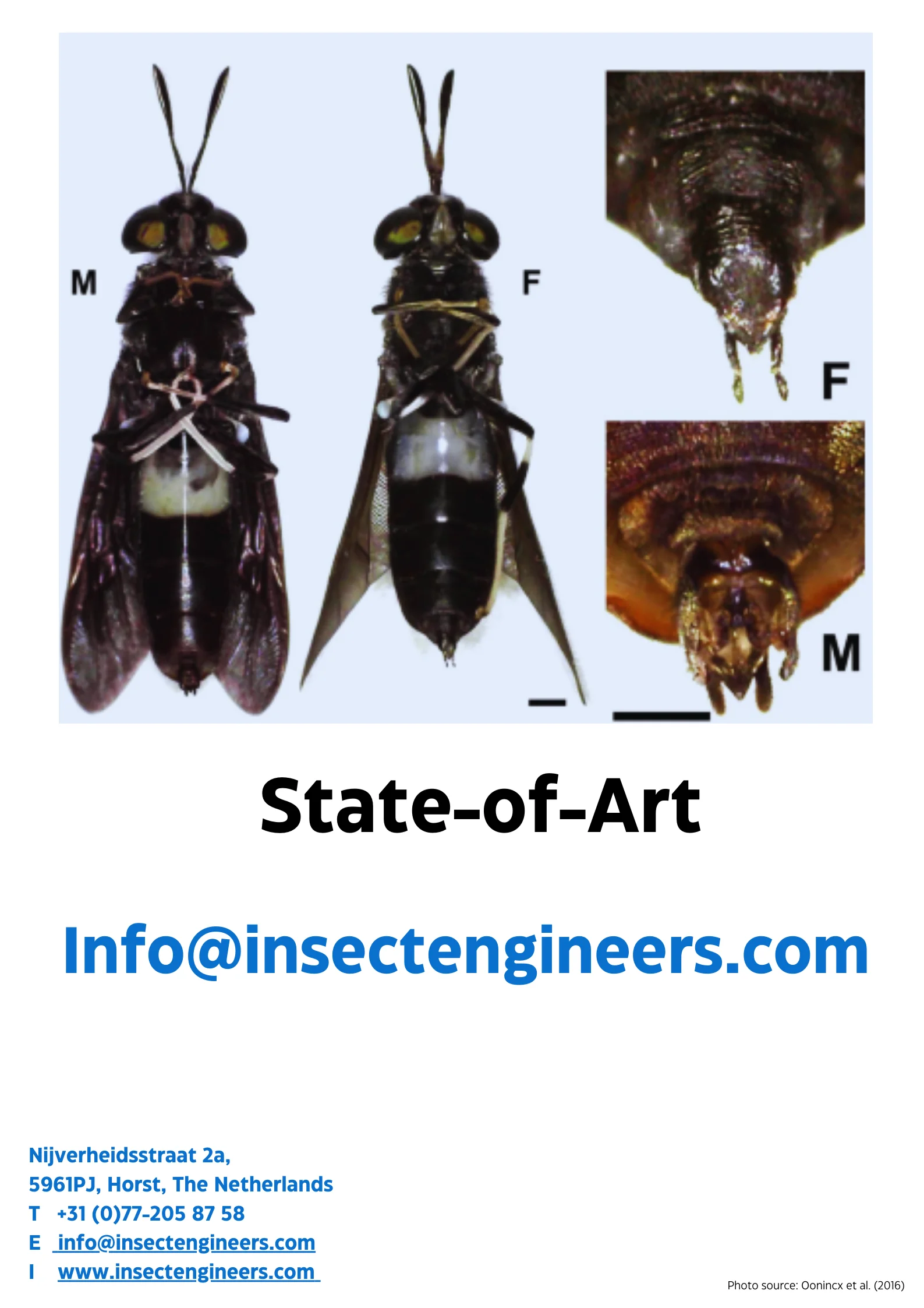 Black Soldier Fly Vision Insect School