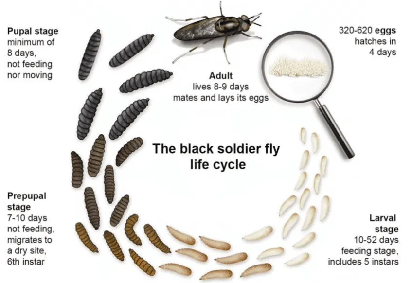 Lesson 7: Food Cycles - Life Cycles: Exploring the lives of Plants