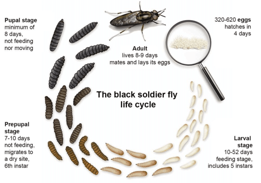 Understanding the Life Cycle of the Black Soldier Fly - Insect School