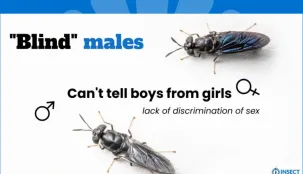 Blind males