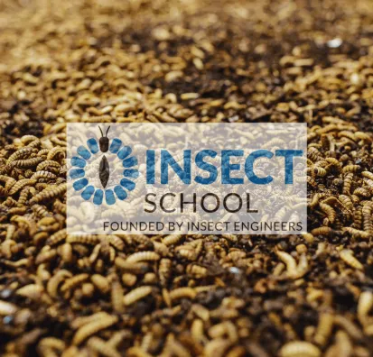 The Challenges of Scaling up Black Soldier Fly Farming to Meet Global Demand for Sustainable Protein Sources