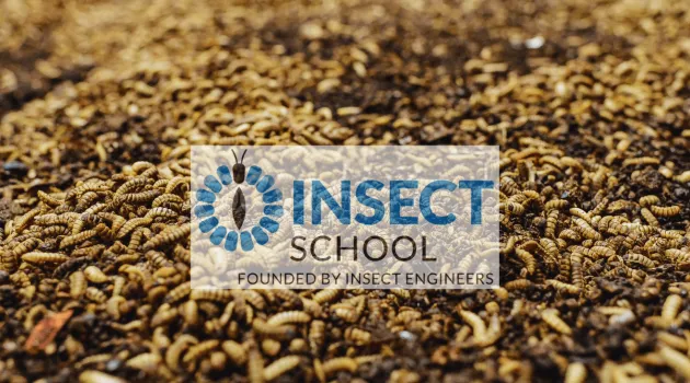 The Challenges of Scaling up Black Soldier Fly Farming to Meet Global Demand for Sustainable Protein Sources