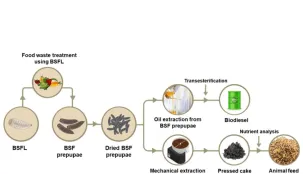 In this study, biodiesel was synthesized from black soldier fly larvae (BSFL) grown on food waste.