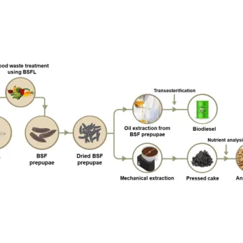 In this study, biodiesel was synthesized from black soldier fly larvae (BSFL) grown on food waste.