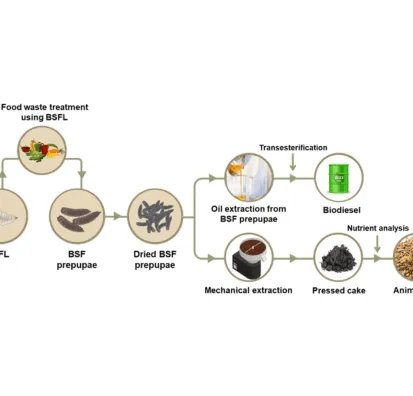 In this study, biodiesel was synthesized from black soldier fly larvae (BSFL) grown on food waste.