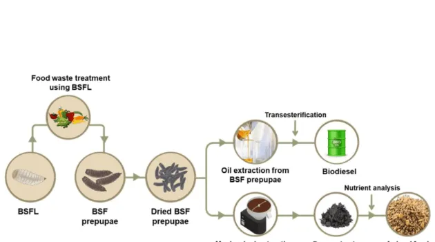 In this study, biodiesel was synthesized from black soldier fly larvae (BSFL) grown on food waste.
