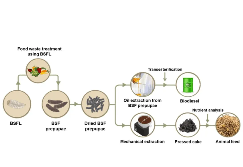 In this study, biodiesel was synthesized from black soldier fly larvae (BSFL) grown on food waste.