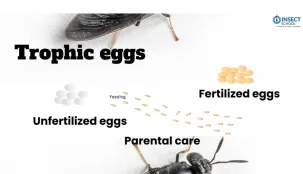 Trophic eggs