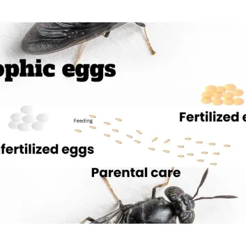 Trophic eggs