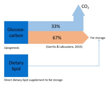 bsf lipids
