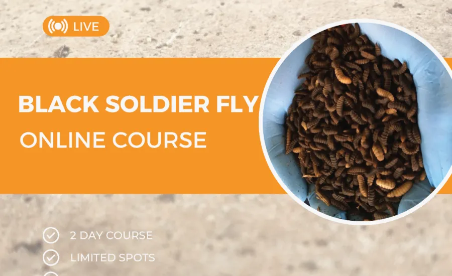 Our courses cover a range of topics, including the biology and life cycle of BSF, and their potential as a sustainable food source for both animals and humans.
